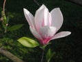 Pink and white flower of Magnolia Ãâ soulangeana tree Royalty Free Stock Photo